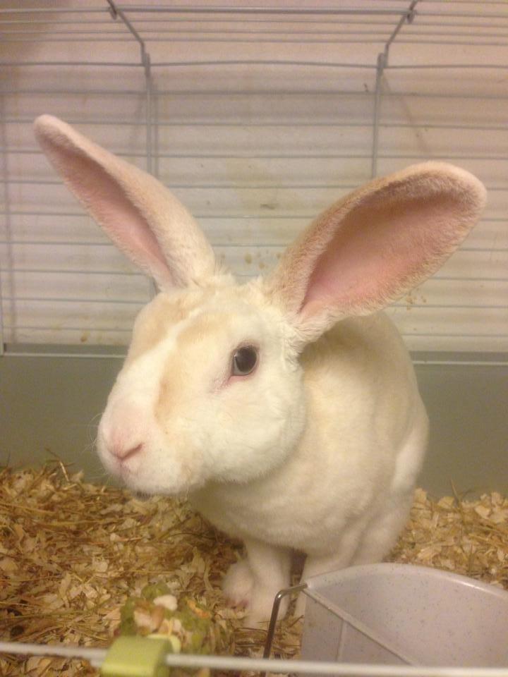 Kanin Hanekulle's Orfeus billede 5