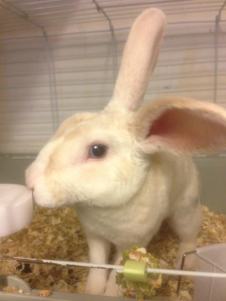 Kanin Hanekulle's Orfeus billede 6