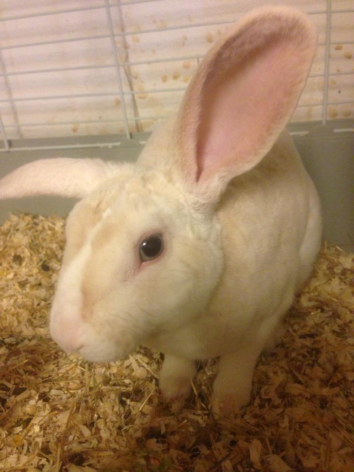 Kanin Hanekulle's Orfeus billede 8