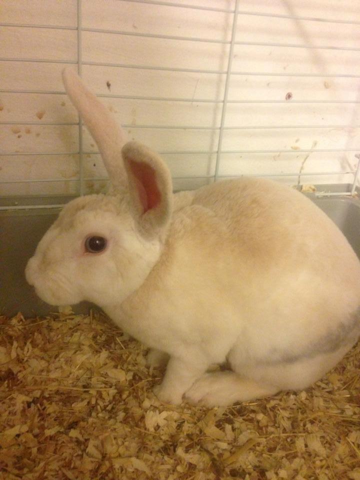 Kanin Hanekulle's Orfeus billede 9