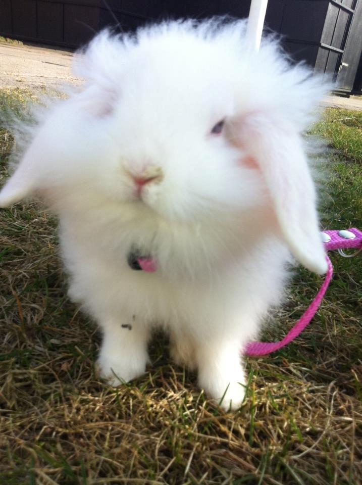 Kanin Malthe - Smukke Malthe da hun var omkring 4 måneder og lærte at gå i sele :-) billede 1