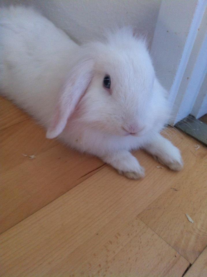 Kanin Malthe - Malthe som han bedst kunne lide det, nemlig en slapper på gulvet under spisebordet :-) billede 2