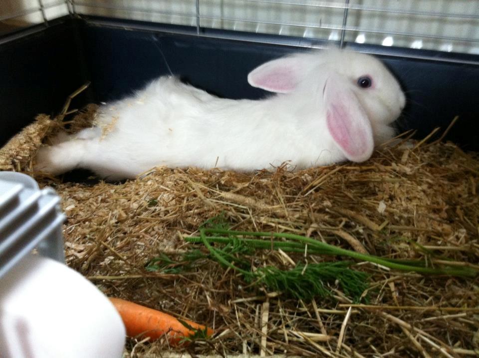 Kanin Malthe - en lille mand der slapper :-) billede 3