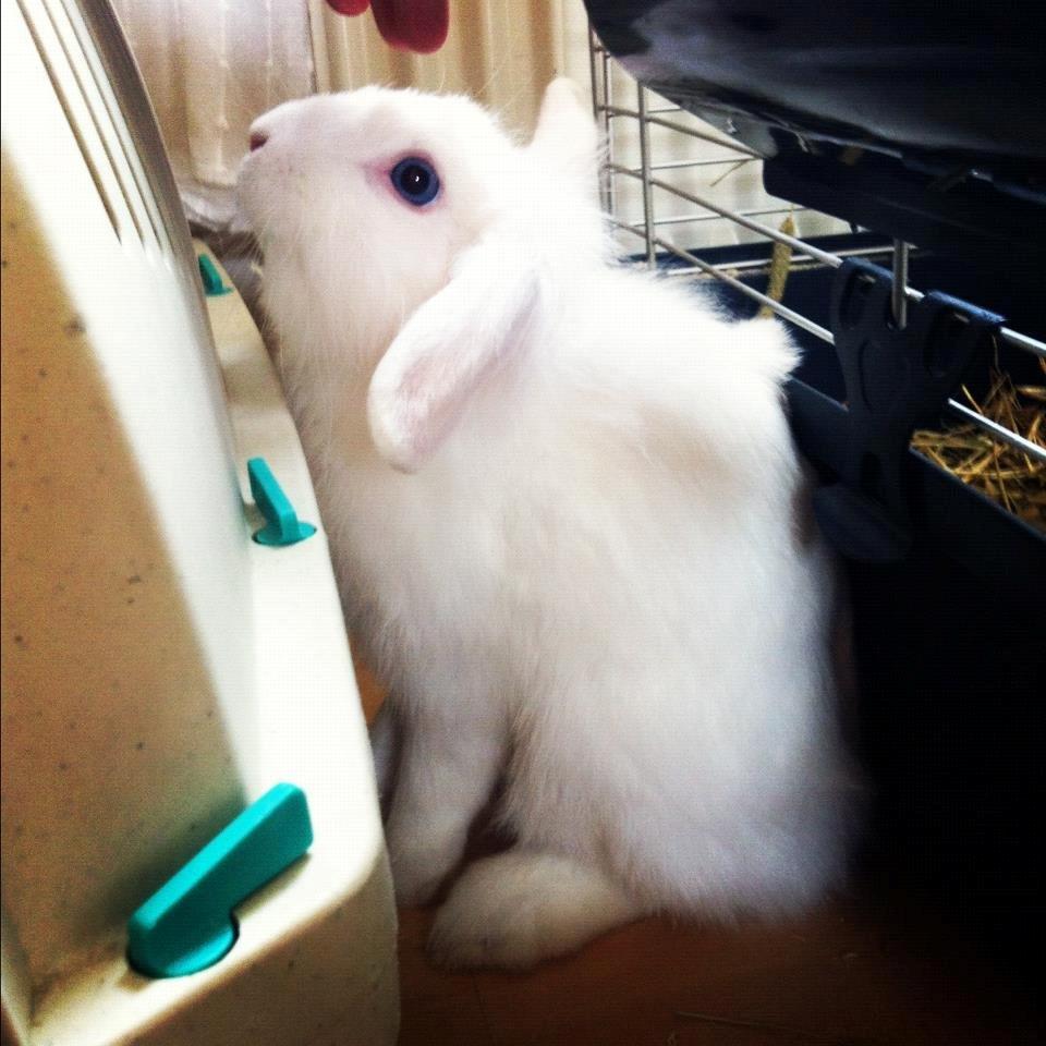 Kanin Malthe - Malthe hygger :-) billede 4