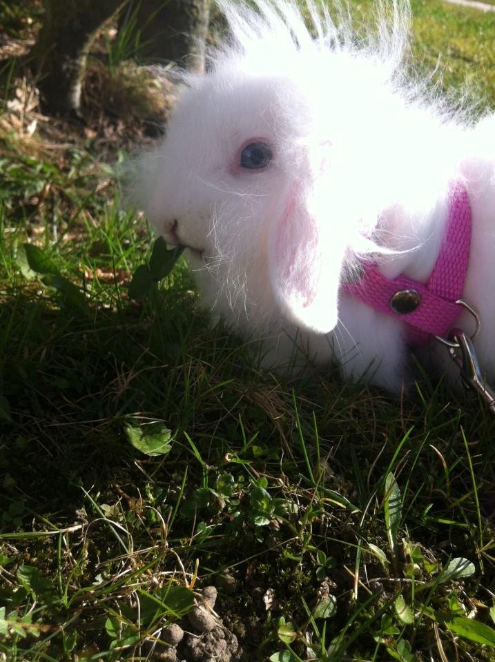 Kanin Malthe - min højt elskede Malthe da han var 4 måneder gammel. savner dig min lille ven :-( billede 5