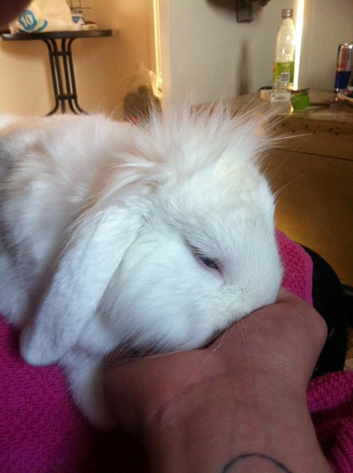 Kanin Malthe billede 6