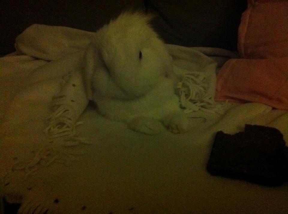 Kanin Malthe billede 7