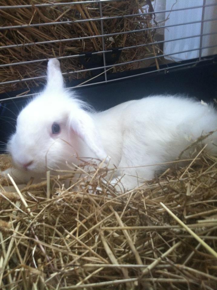 Kanin Malthe billede 10