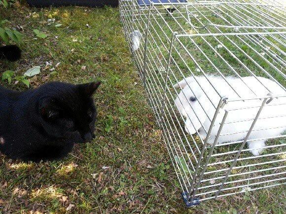 Kanin Malthe billede 11