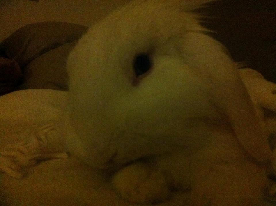 Kanin Malthe billede 14