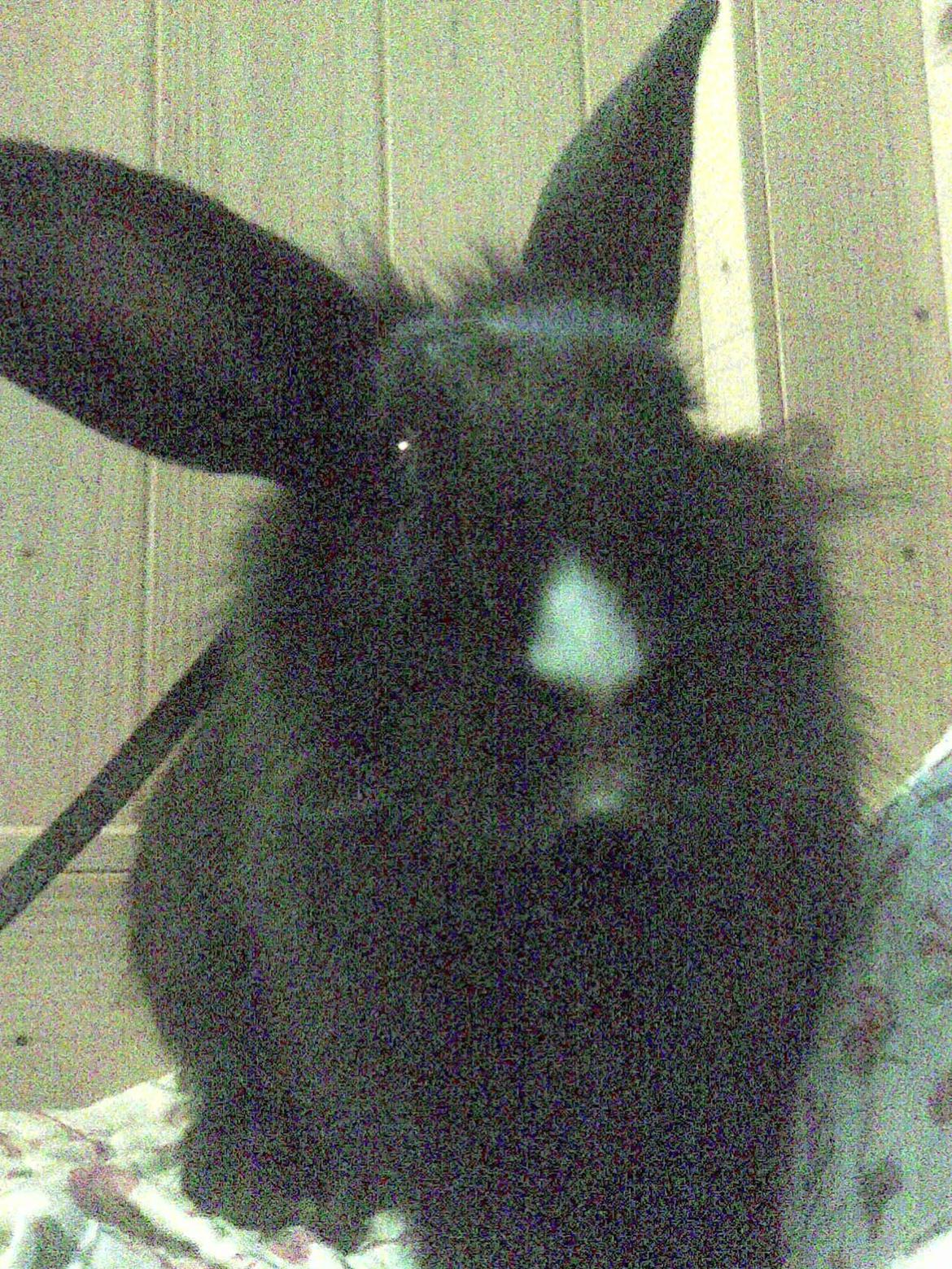 Kanin Isabella billede 15