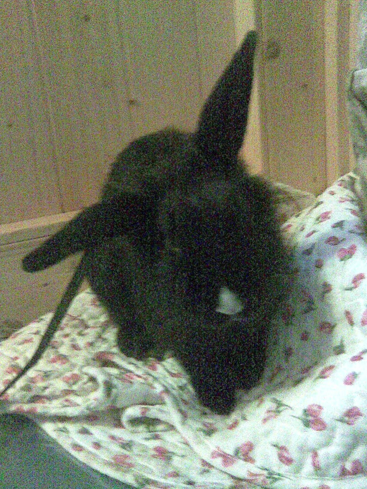 Kanin Isabella billede 16