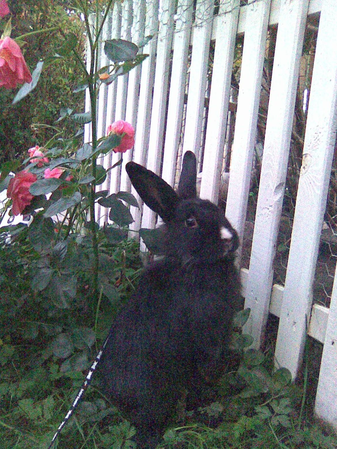 Kanin Isabella billede 17