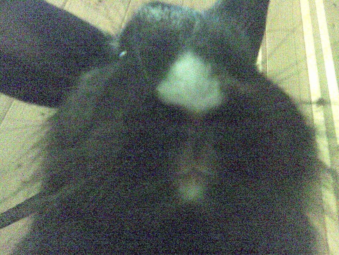 Kanin Isabella billede 2