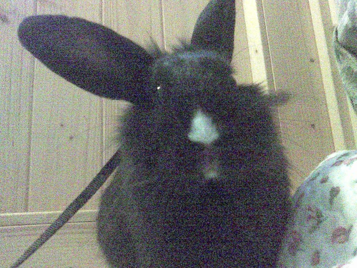 Kanin Isabella billede 14