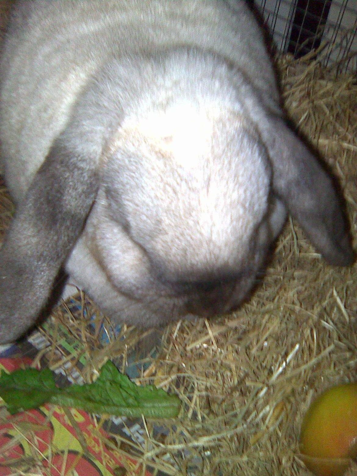 Kanin Bine billede 8