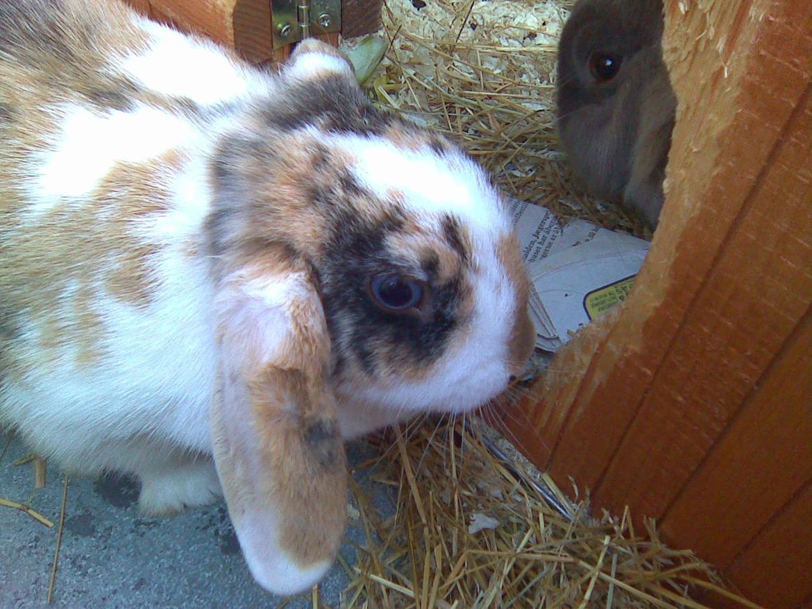 Kanin Sara billede 5