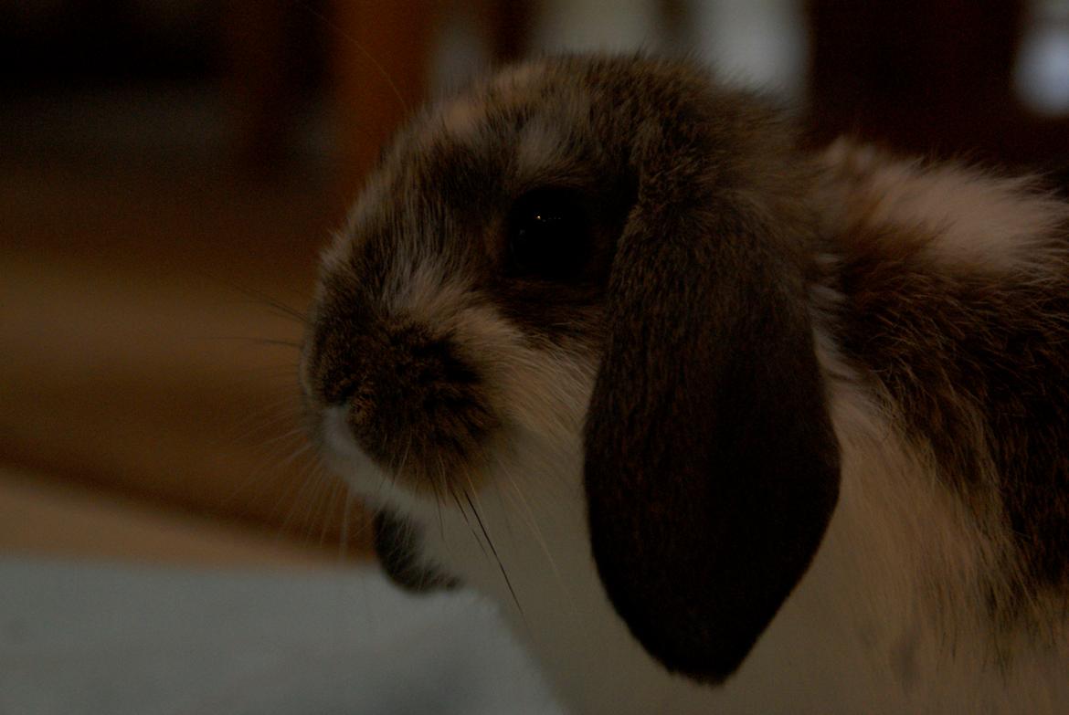 Kanin Winds Fuji billede 14