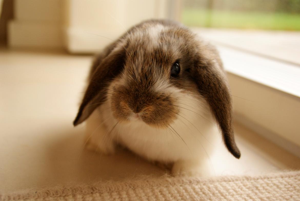 Kanin Winds Fuji billede 8