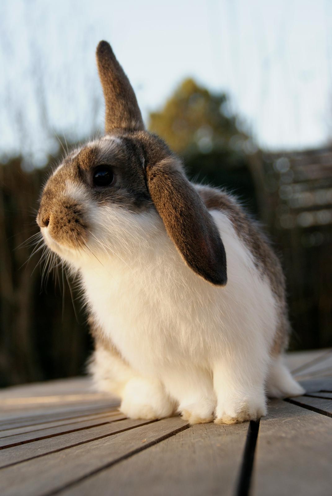 Kanin Winds Fuji billede 10