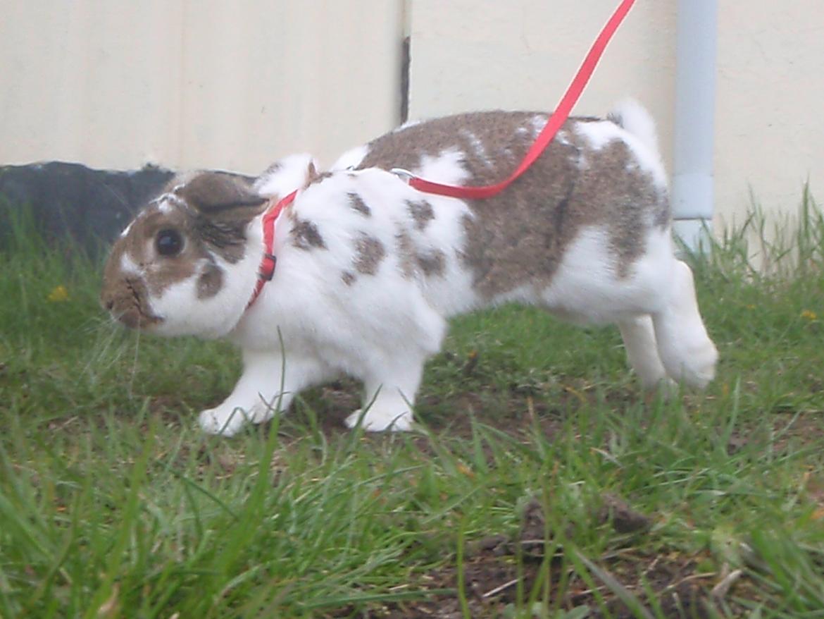 Kanin Kastaniegårds Kanina - Løb for livet.. :) billede 20