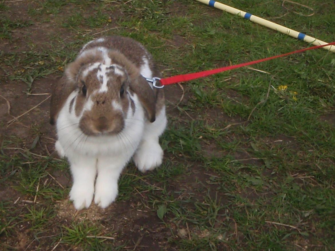 Kanin Kastaniegårds Kanina billede 21