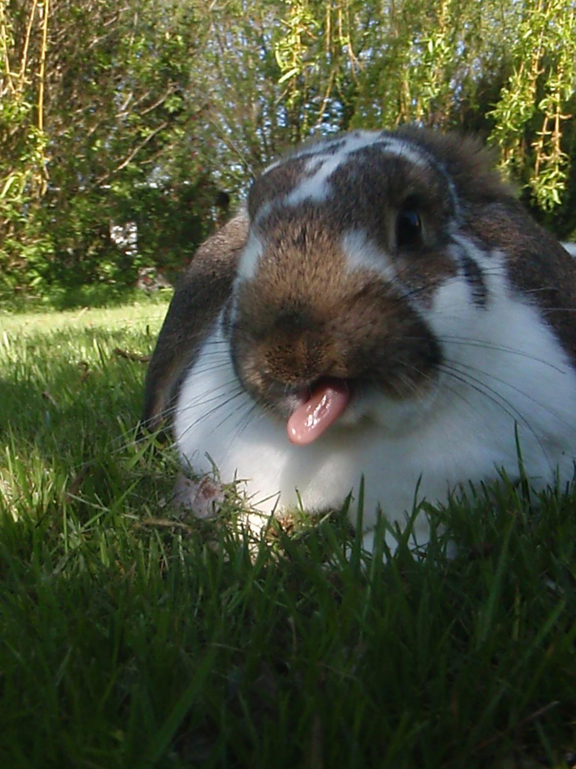 Kanin Kastaniegårds Kanina - Skal du være fræk? :) billede 9