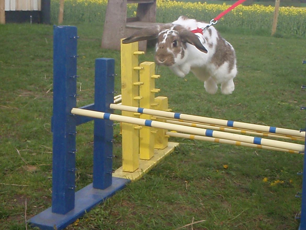 Kanin Kastaniegårds Kanina - Hun springer ikke så højt, men hun ligger højt over! :)  billede 7