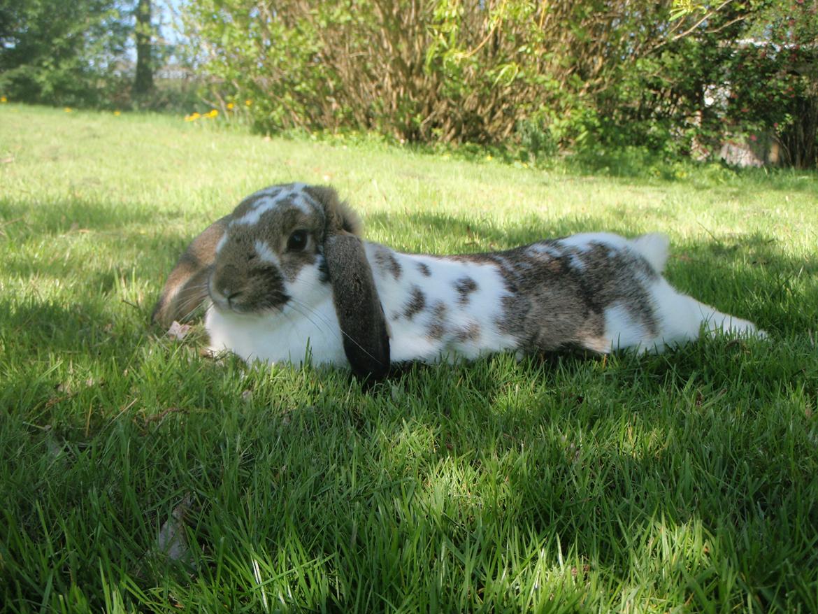 Kanin Kastaniegårds Kanina - Vi tager lige en slapper i skyggen. :) billede 22