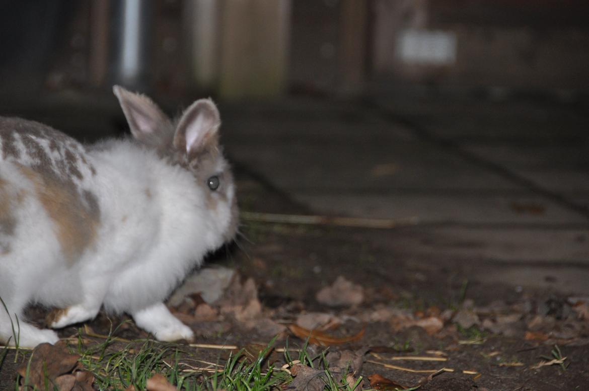 Kanin Amanda *Savner dig* - Du er ubeskrivelig <3 billede 17