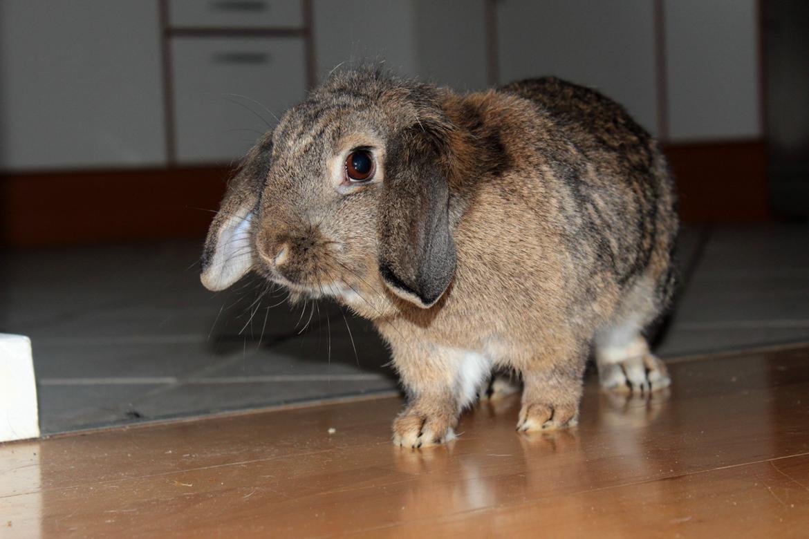 Kanin Baloos Dakisha Mijake billede 10