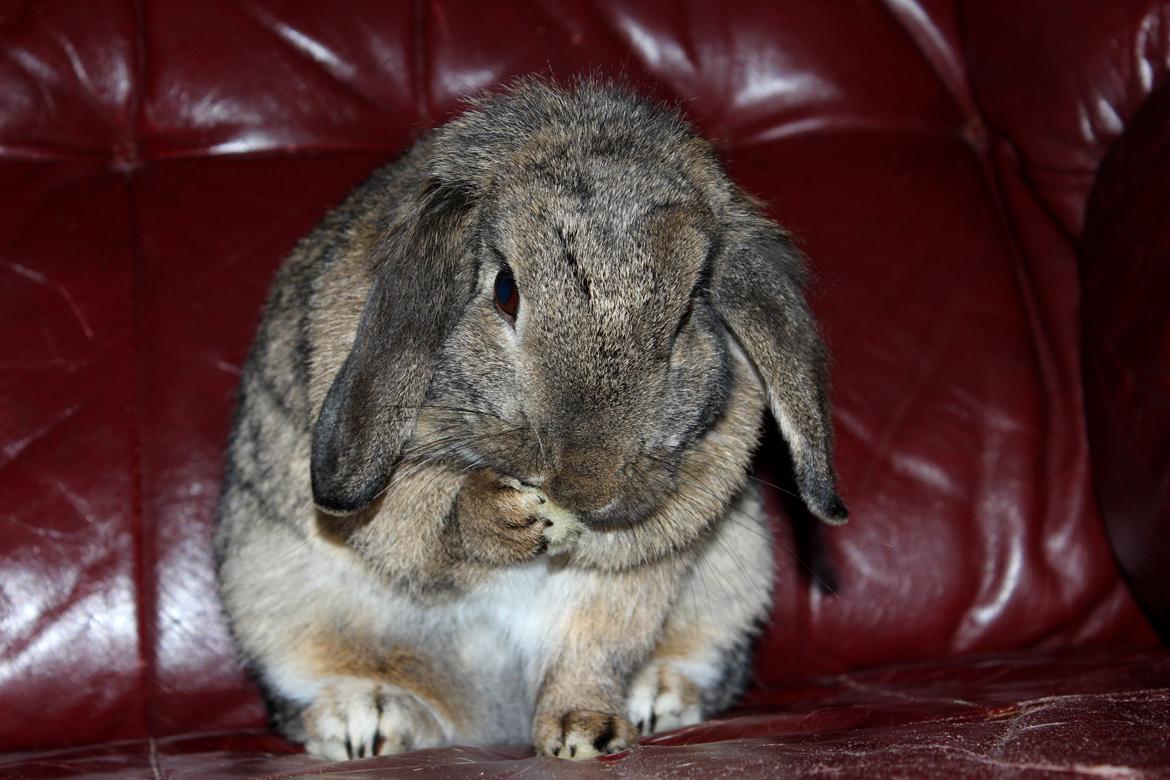 Kanin Baloos Dakisha Mijake - Ligner en totalt fed hamster billede 5