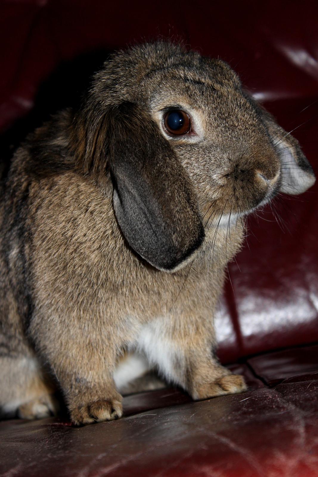 Kanin Baloos Dakisha Mijake billede 3