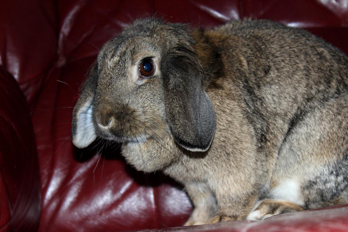 Kanin Baloos Dakisha Mijake billede 7