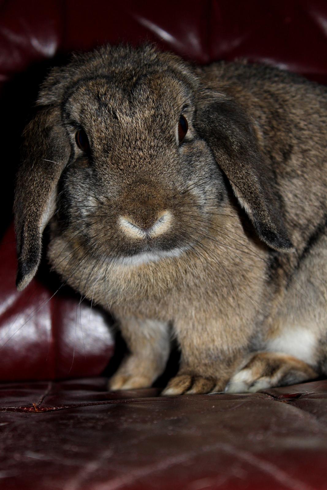 Kanin Baloos Dakisha Mijake billede 1