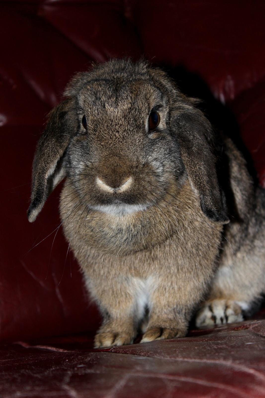 Kanin Baloos Dakisha Mijake billede 12