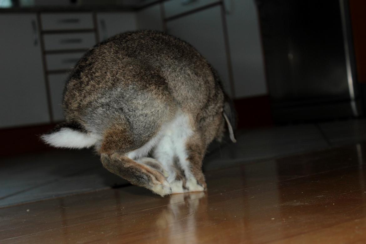 Kanin Baloos Dakisha Mijake - midt i et bukspring, skøre dyr :D billede 2