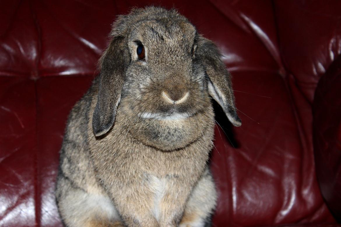 Kanin Baloos Dakisha Mijake billede 13