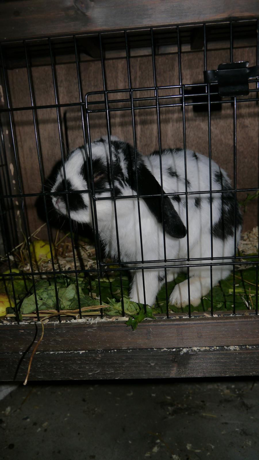 Kanin Stjernen´s lille!<3 - min dejlige nins <3
 billede 10