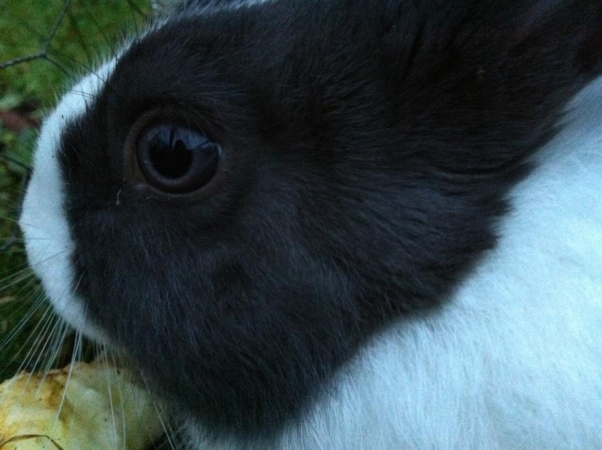 Kanin harbo´s Jolly-Cola | hollænder - hans smukke øje billede 9