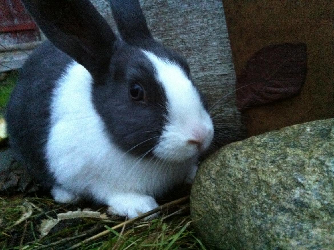 Kanin harbo´s Jolly-Cola | hollænder billede 6