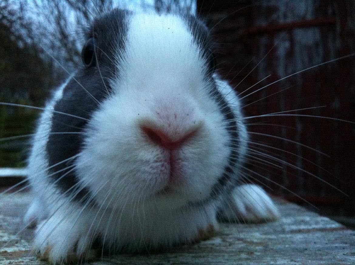 Kanin harbo´s Jolly-Cola | hollænder - hans søde næse!! billede 5
