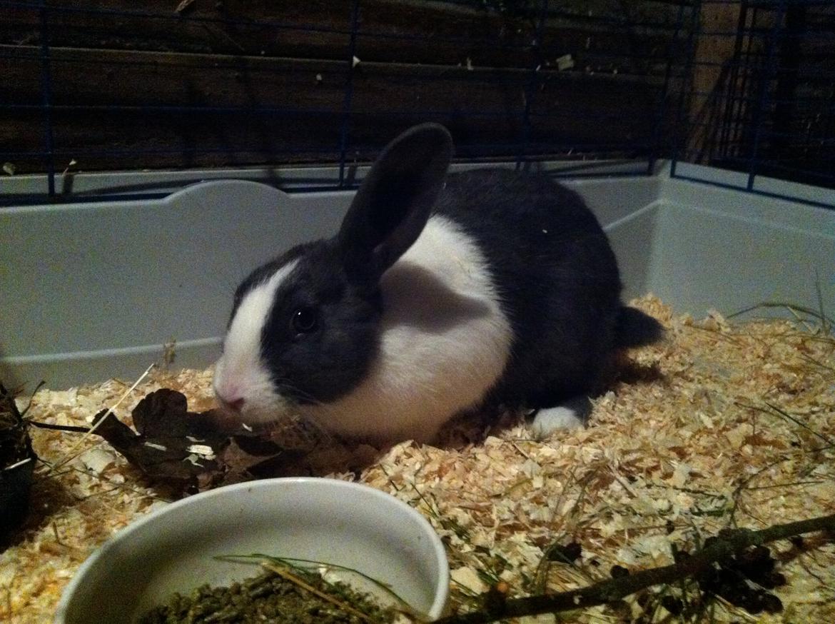 Kanin harbo´s Jolly-Cola | hollænder billede 15