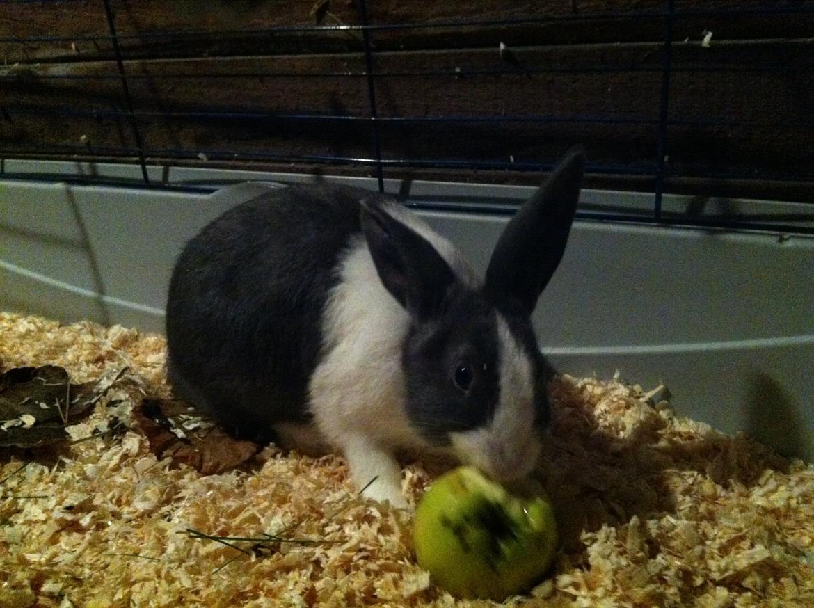 Kanin harbo´s Jolly-Cola | hollænder billede 10