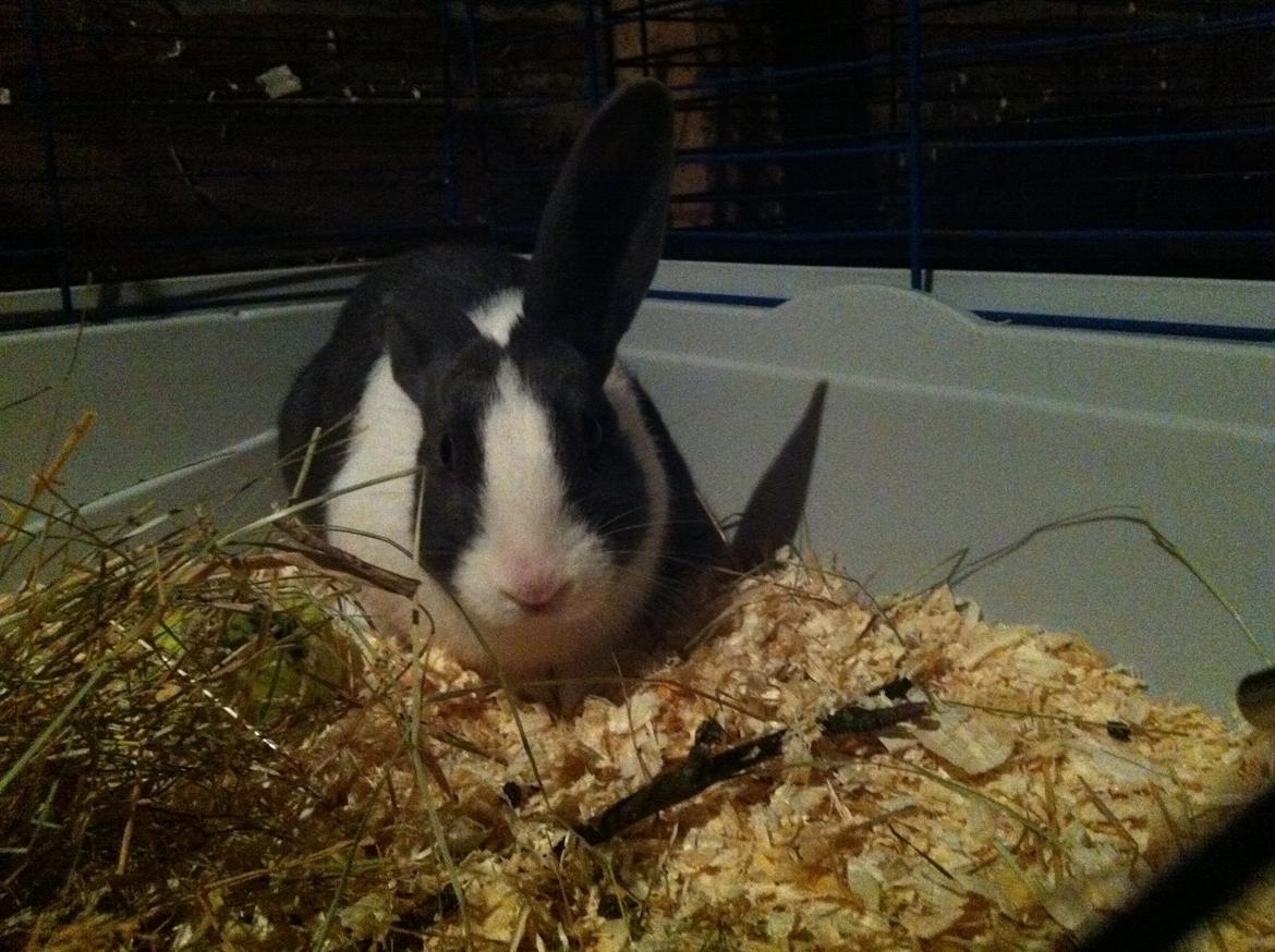 Kanin harbo´s Jolly-Cola | hollænder billede 7