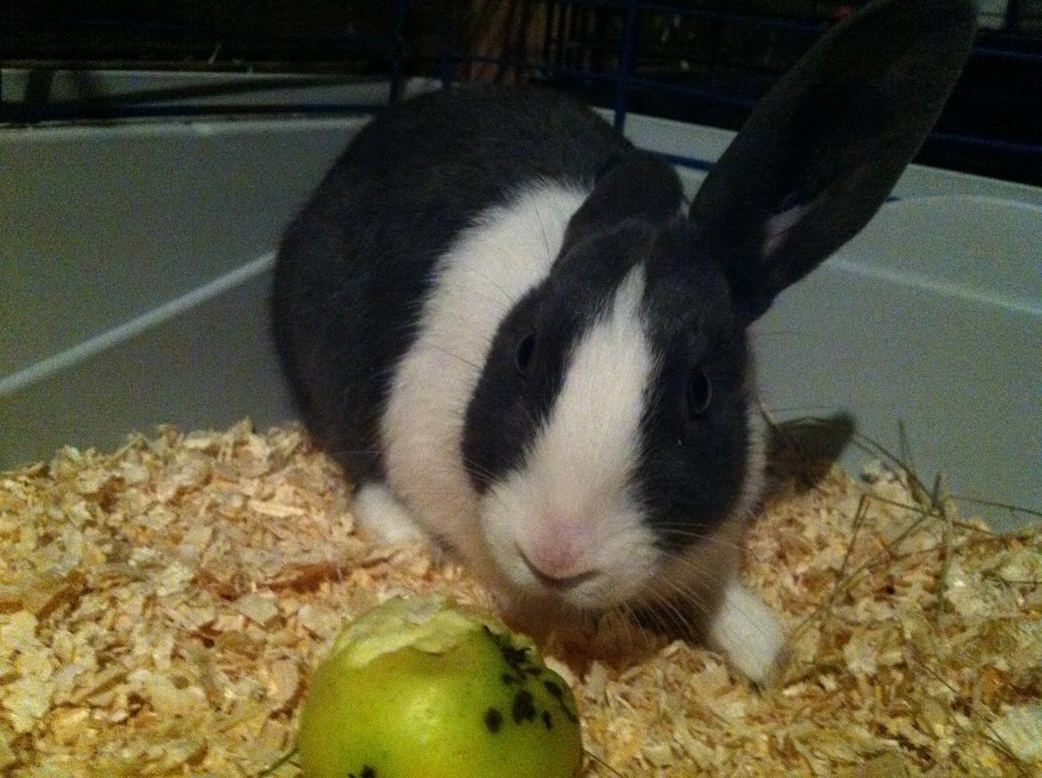 Kanin harbo´s Jolly-Cola | hollænder - æææble!! billede 12