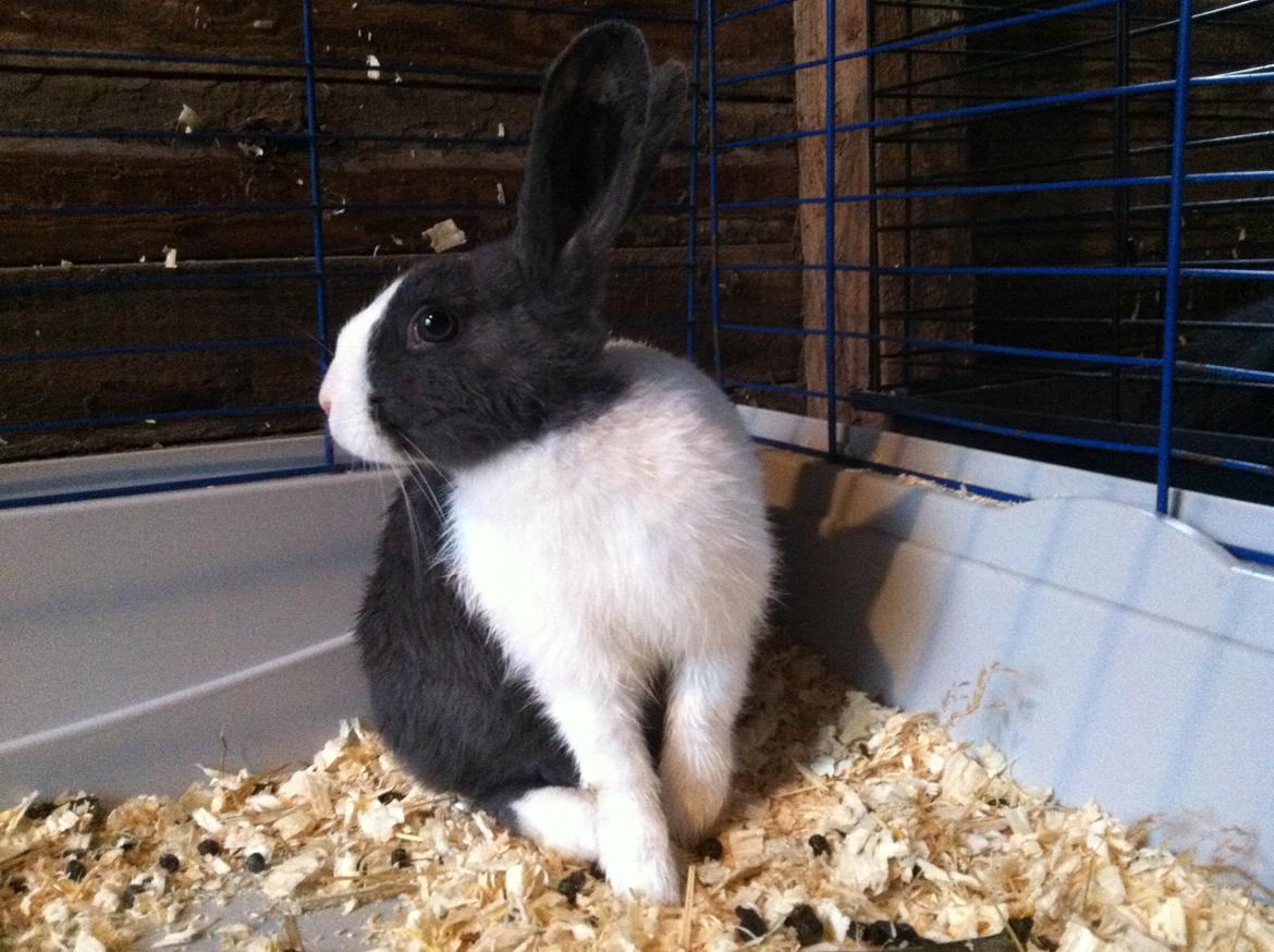 Kanin harbo´s Jolly-Cola | hollænder - efter sin første tur ude i regnen :D billede 13