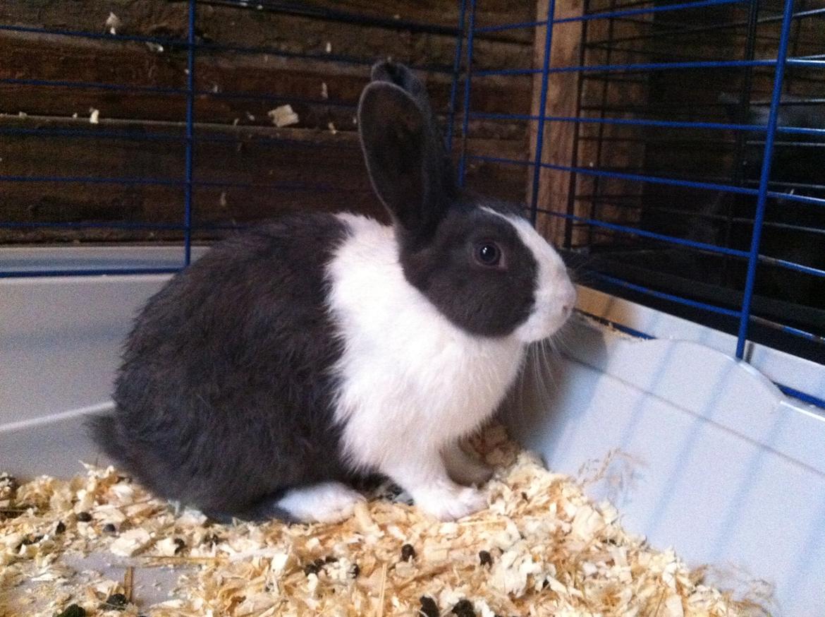 Kanin harbo´s Jolly-Cola | hollænder billede 11