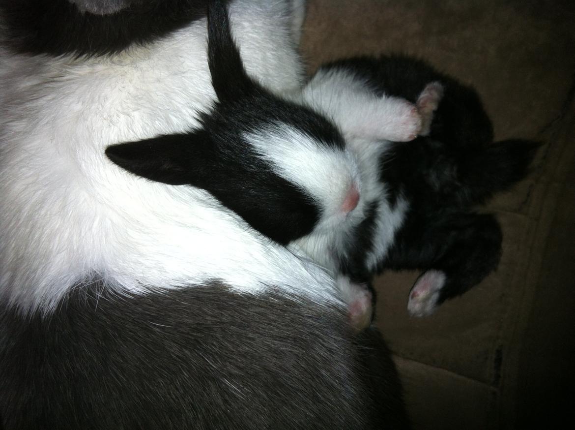 Kanin Stald Bella Vistas Oliver Twist billede 2