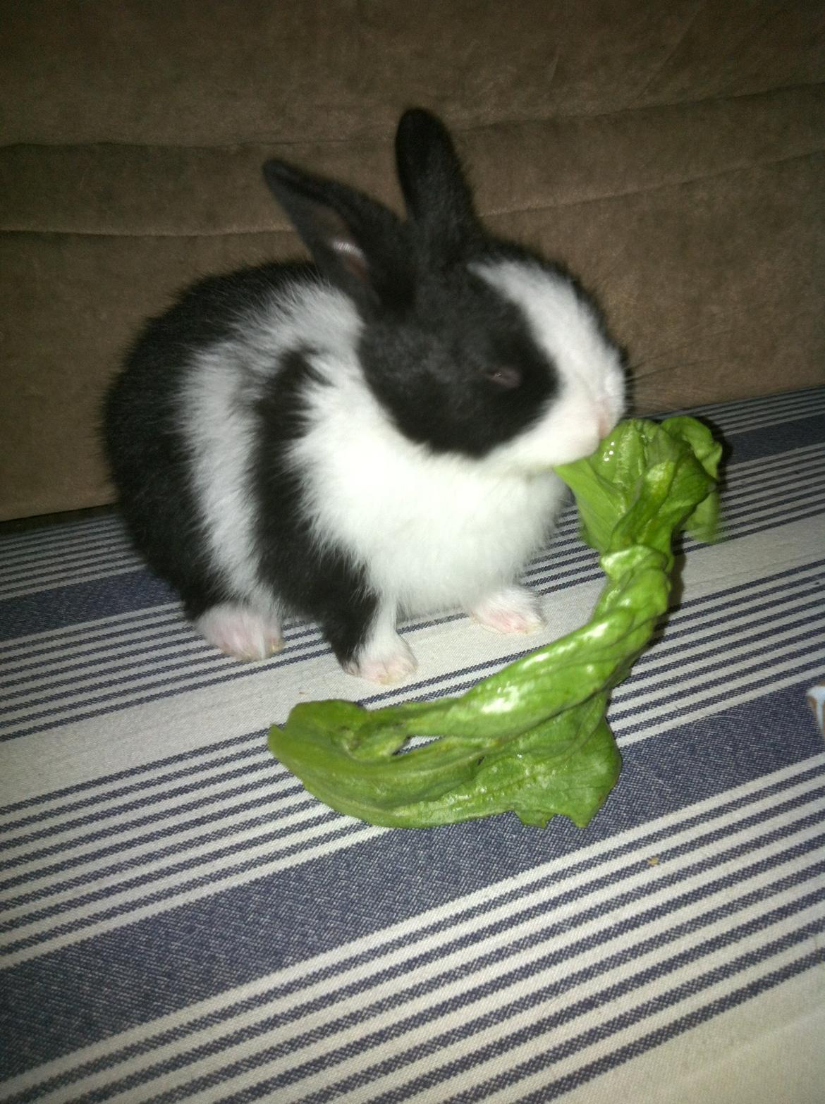 Kanin Stald Bella Vistas Oliver Twist billede 4